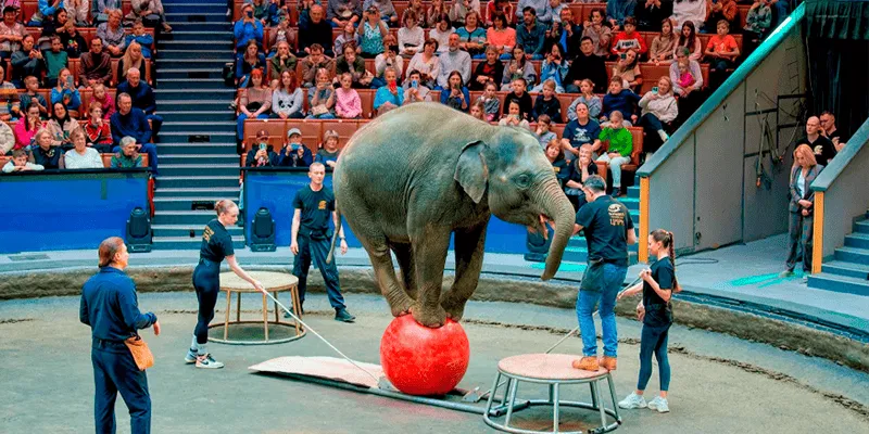 Билет за кулисы: братья Запашные приглашают на открытую репетицию, где зрители становятся частью шоу