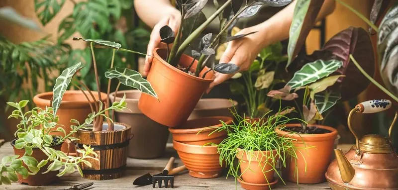 Рейтинг лучших удобрений для комнатных растений: Топ средств