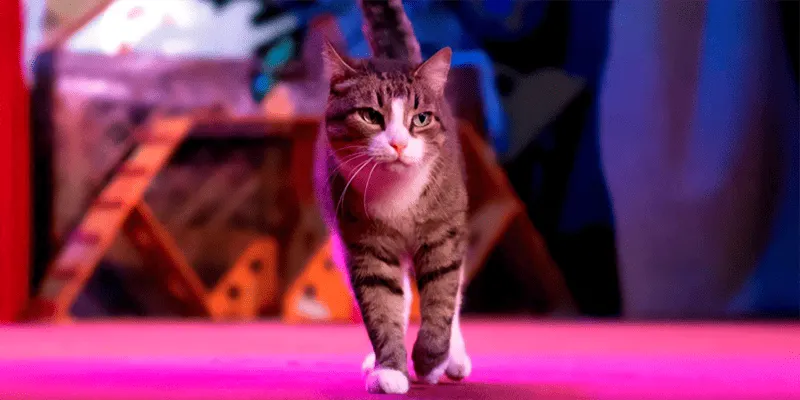 Кошачья весна в Москве: выставки и спектакли для всех, кто любит усатых-полосатых