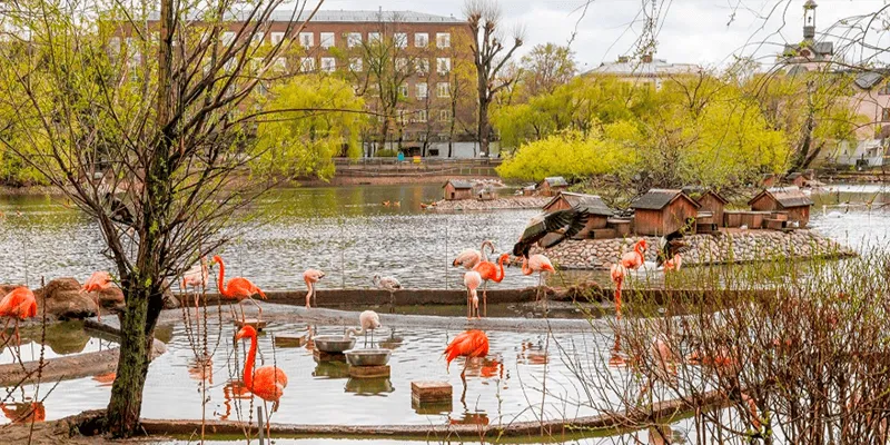 День птиц в Москве 2026 | Программа в зоопарке, музеях и на ВДНХ