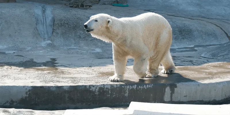 День полярного медведя в зоопарке: билеты на праздник от «Мосбилета»