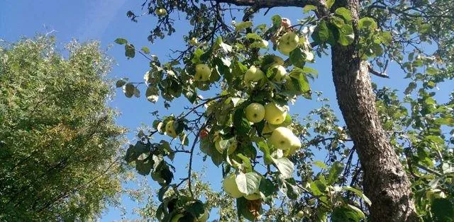 Дом, 75 кв.м на участке 6 сот