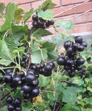 Дом, 50 кв.м на участке 2 сот