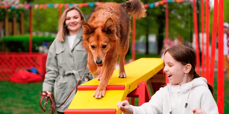 Фестиваль «Моспитомец и Четвероногий друг» на Тверском бульваре 2026