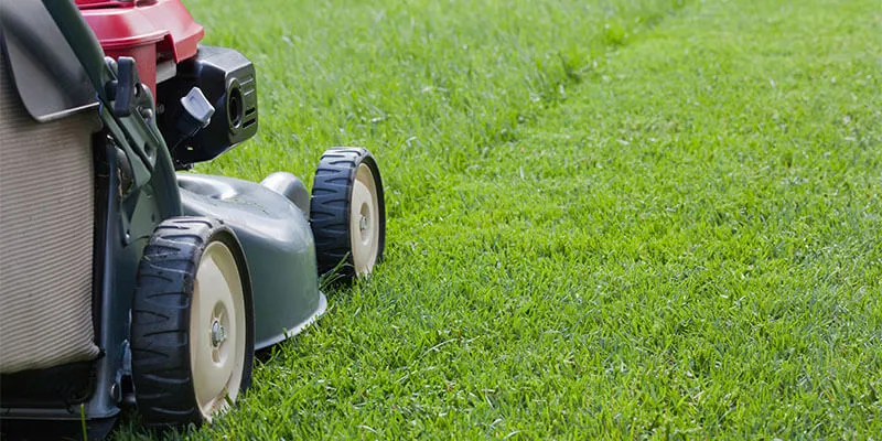 Как посадить и вырастить качественный газон своими руками