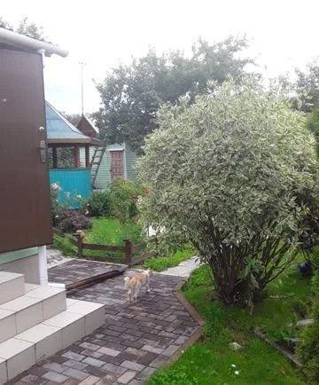 Дом, 50 кв.м на участке 2 сот