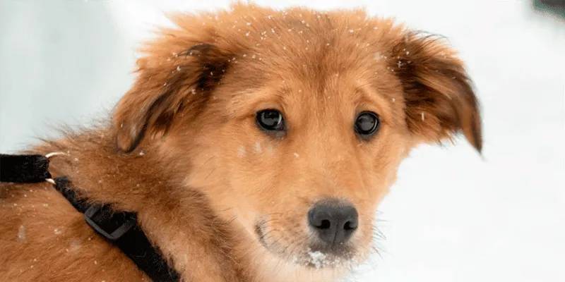 День открытых сердец: в культурном центре «Зеленоград» пройдет выставка-пристройство «Ищу друга»