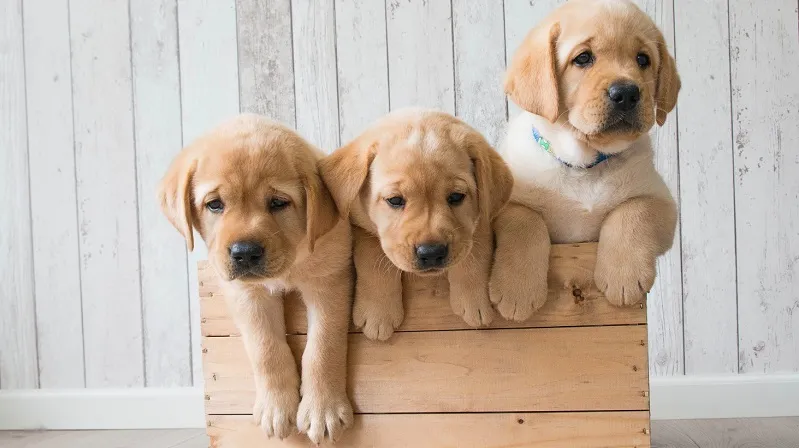 Фестиваль "Защити своего питомца": программа на 30-31 августа в Москве