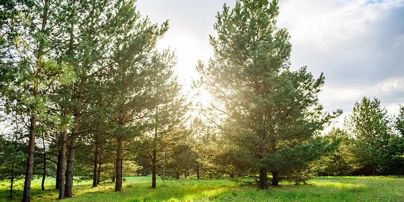 Участок 9 сот.