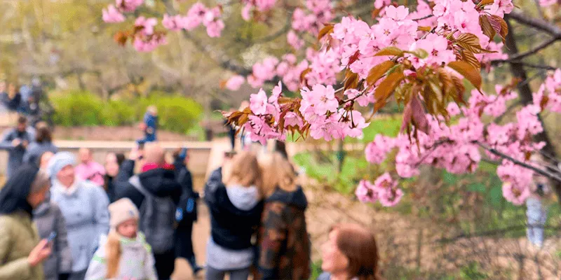 Сакура, бег и японские танцы: парки Москвы подготовили насыщенную программу на 25–26 апреля