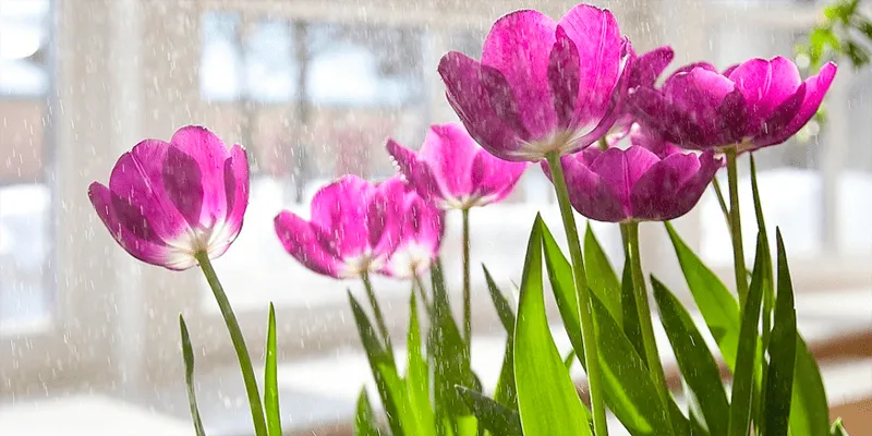 Зеленый маршрут: где в Москве окружить себя растениями до наступления настоящего лета