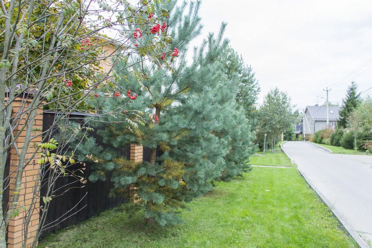 Коттеджный посёлок «Зимний сад»