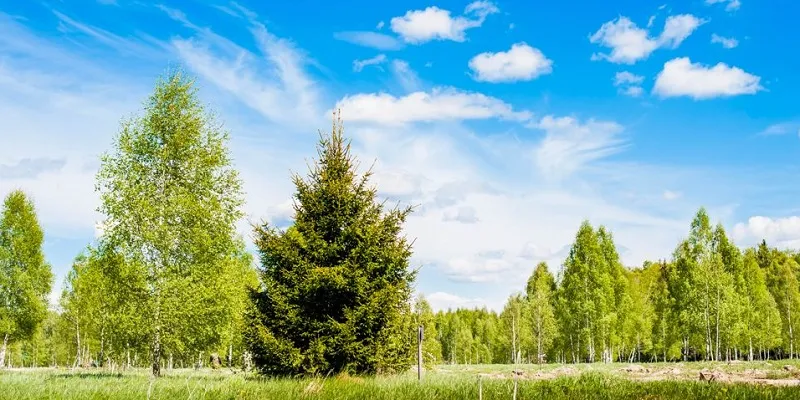 Участок 8 сот.