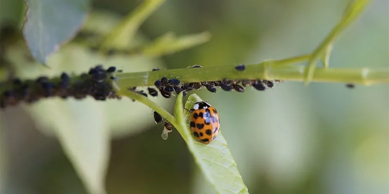 Как избавиться от тли Как избавиться от тли