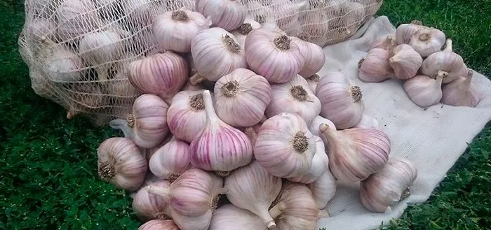 Чеснок любаша Чеснок любаша