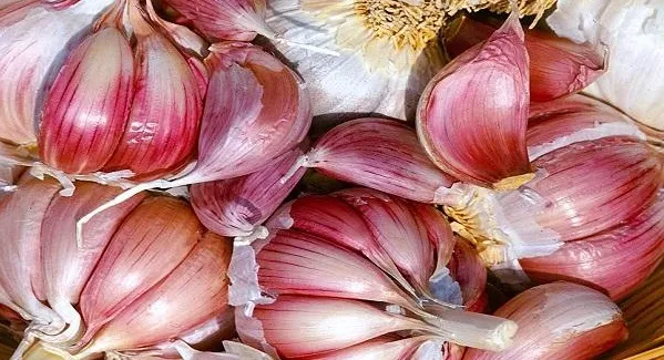 Чеснок Петровский Чеснок Петровский