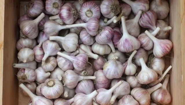 Чеснок подмосковный Чеснок подмосковный