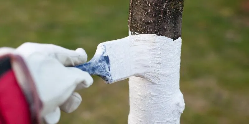 Побелка деревьев.jpg