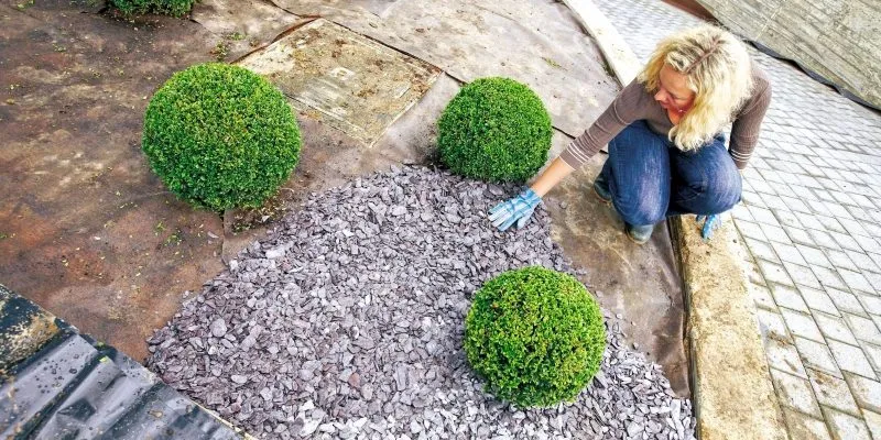 Мульчирование деревьев.jpg