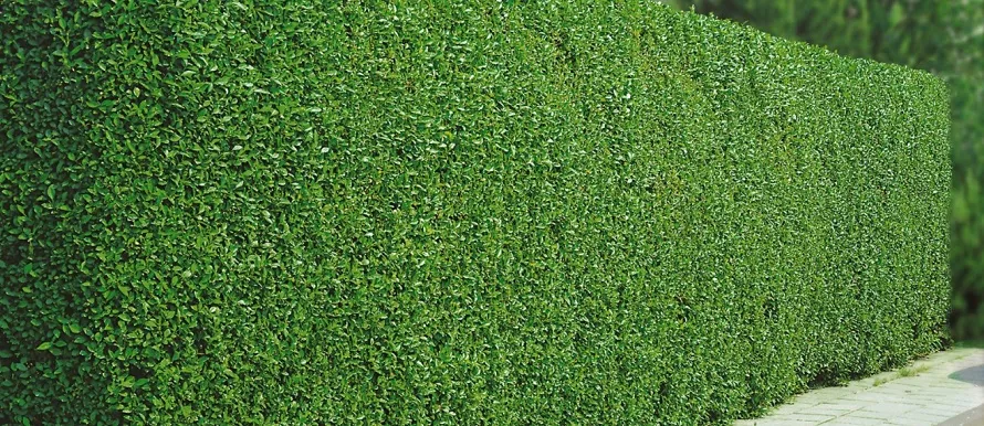 Забор из живой изгороди