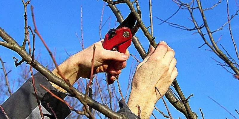 Обрезка деревьев.jpg