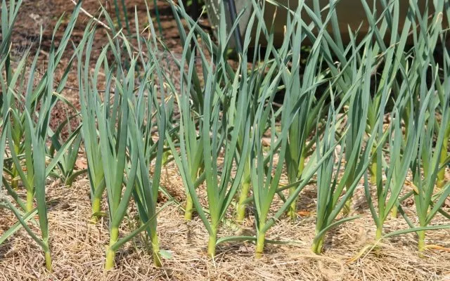 Чеснок Чеснок