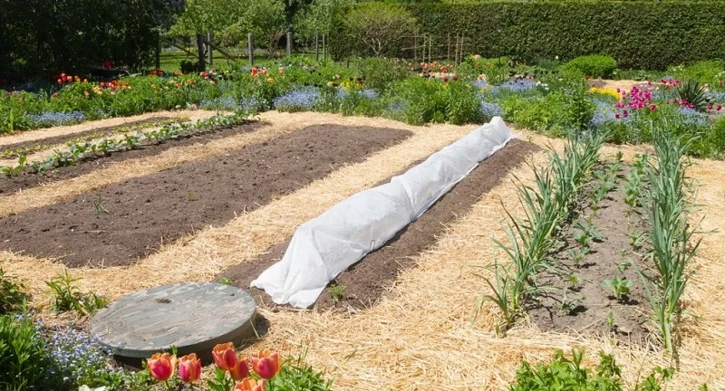 Насыпные грядки.jpg