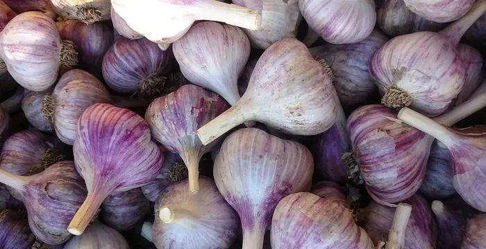 Чеснок Богатырь Чеснок Богатырь