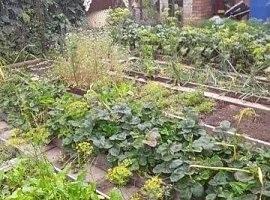 Дом, 50 кв.м на участке 2 сот