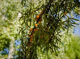 Коттеджный посёлок «Певчее»