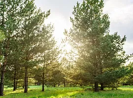 Участок, 9 сот. Панорама Ривер (Panorama River)