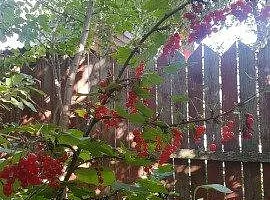 Участок 6 сот