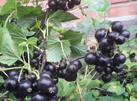 Дом, 50 кв.м на участке 2 сот