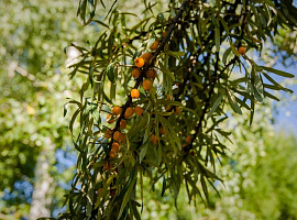 Коттеджный посёлок «Певчее»