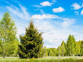 Участок 8 сот.