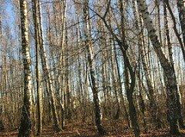 Участок 4 сот